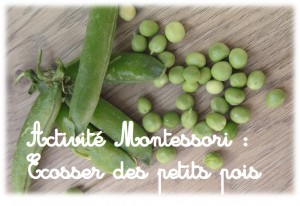 Activité Montessori enfant Ecosser des petits pois