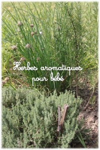 Herbes aromatiques pour bébé