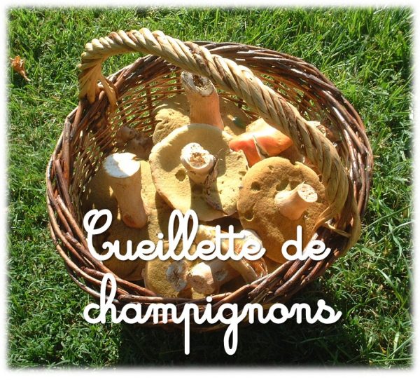 Champignons pour bébé