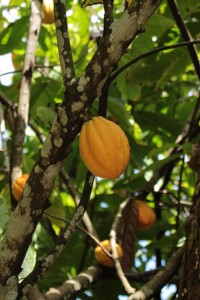 Cabosse de cacao