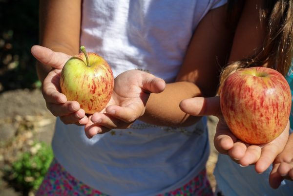 Education alimentaire reconnaitre les aliments à l'école Cubes et Petits pois